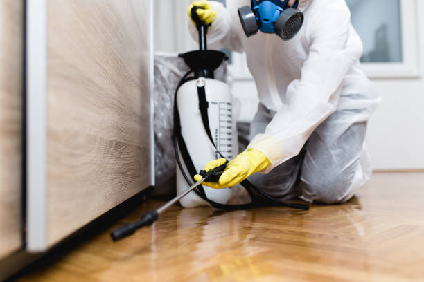 Best Pest Control Near Me  in Bostonia, CA