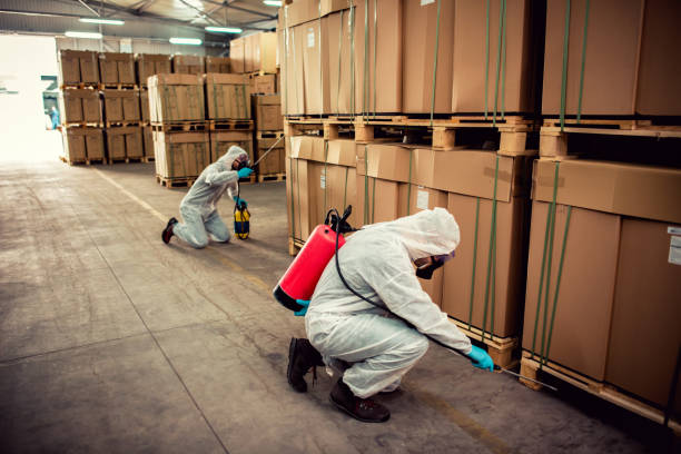 Best Wasp Removal Services  in Bostonia, CA
