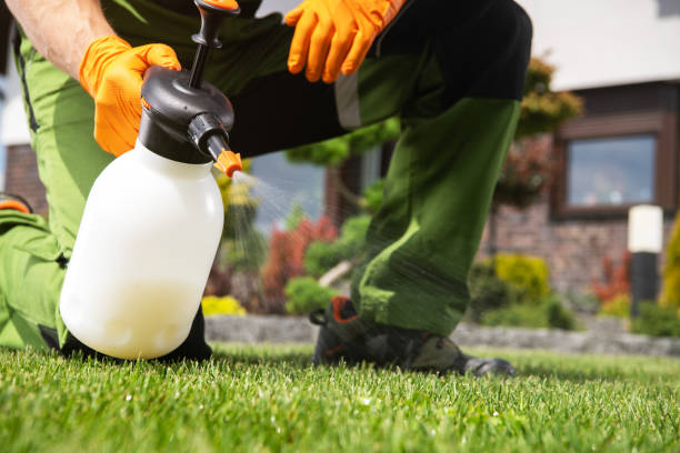 Best Local Pest Control Services  in Bostonia, CA