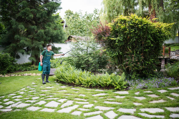 Best Termite Control Services  in Bostonia, CA