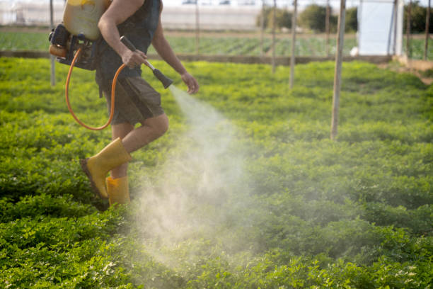 Best Ant Control Services  in Bostonia, CA
