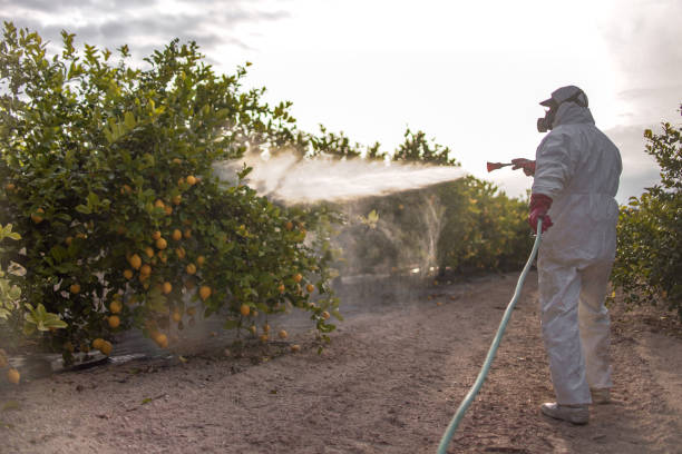 Best Ant Control Services  in Bostonia, CA