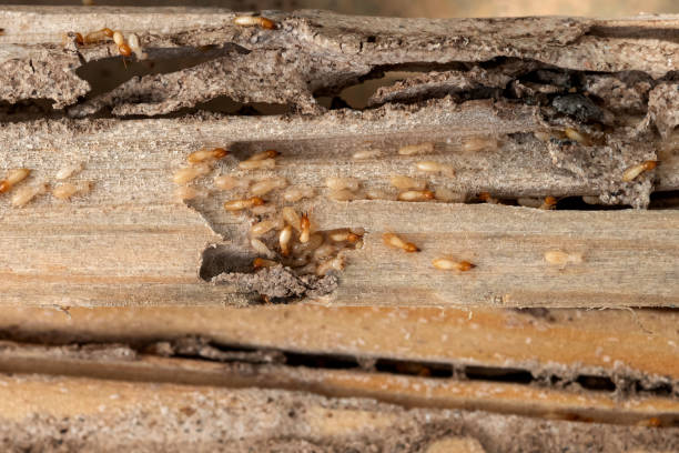 Bostonia, CA Pest Control Company