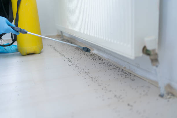 Best Pest Removal Services  in Bostonia, CA