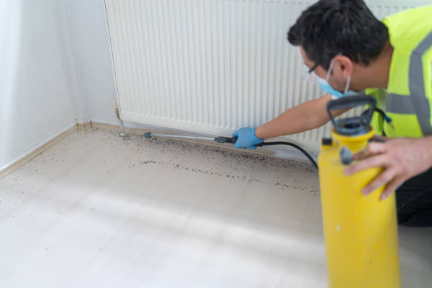 Best Rat Extermination Near Me  in Bostonia, CA